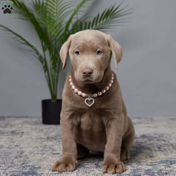 Magnolia, Charcoal Labrador Retriever Puppy